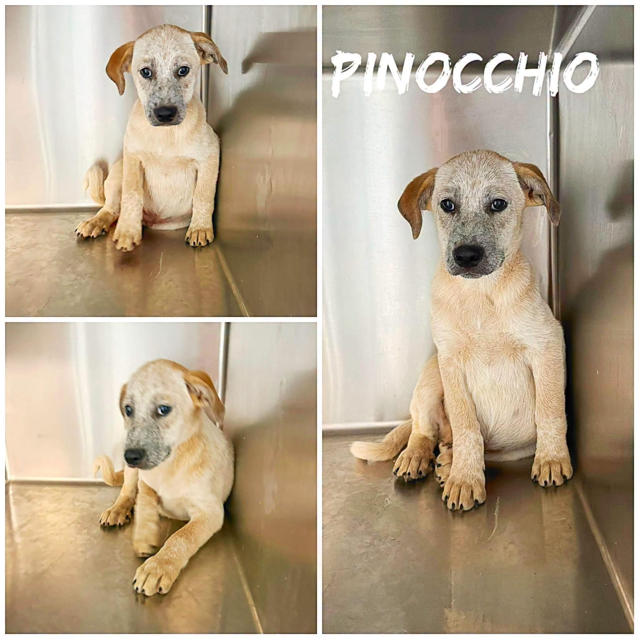 Pinocchio, adopted, Young Male Great Pyrenees & Australian Cattle Dog / Blue Heeler.