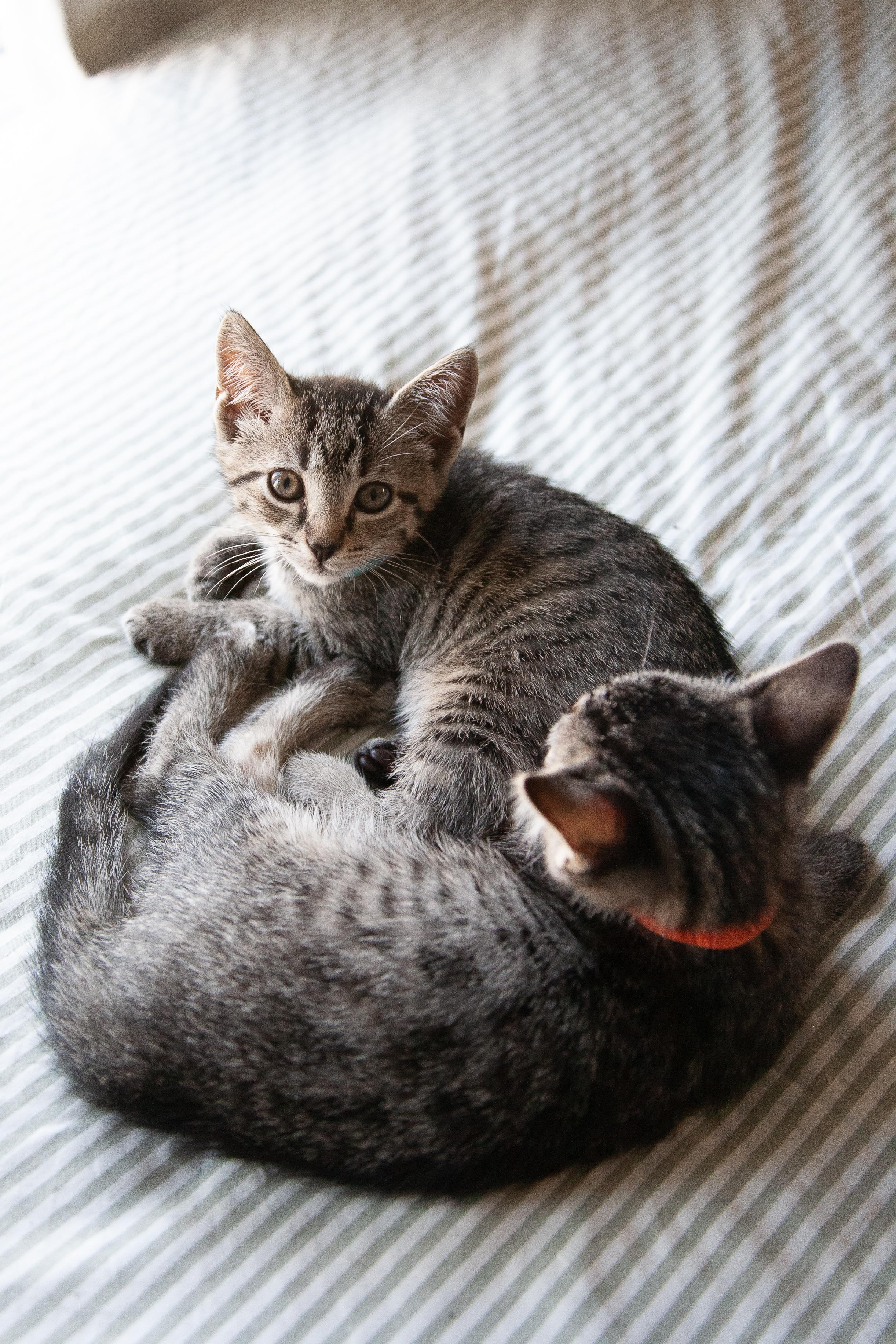 Benito, a Adoptable Domestic Short Hair in Nashville, TN image 3/4
