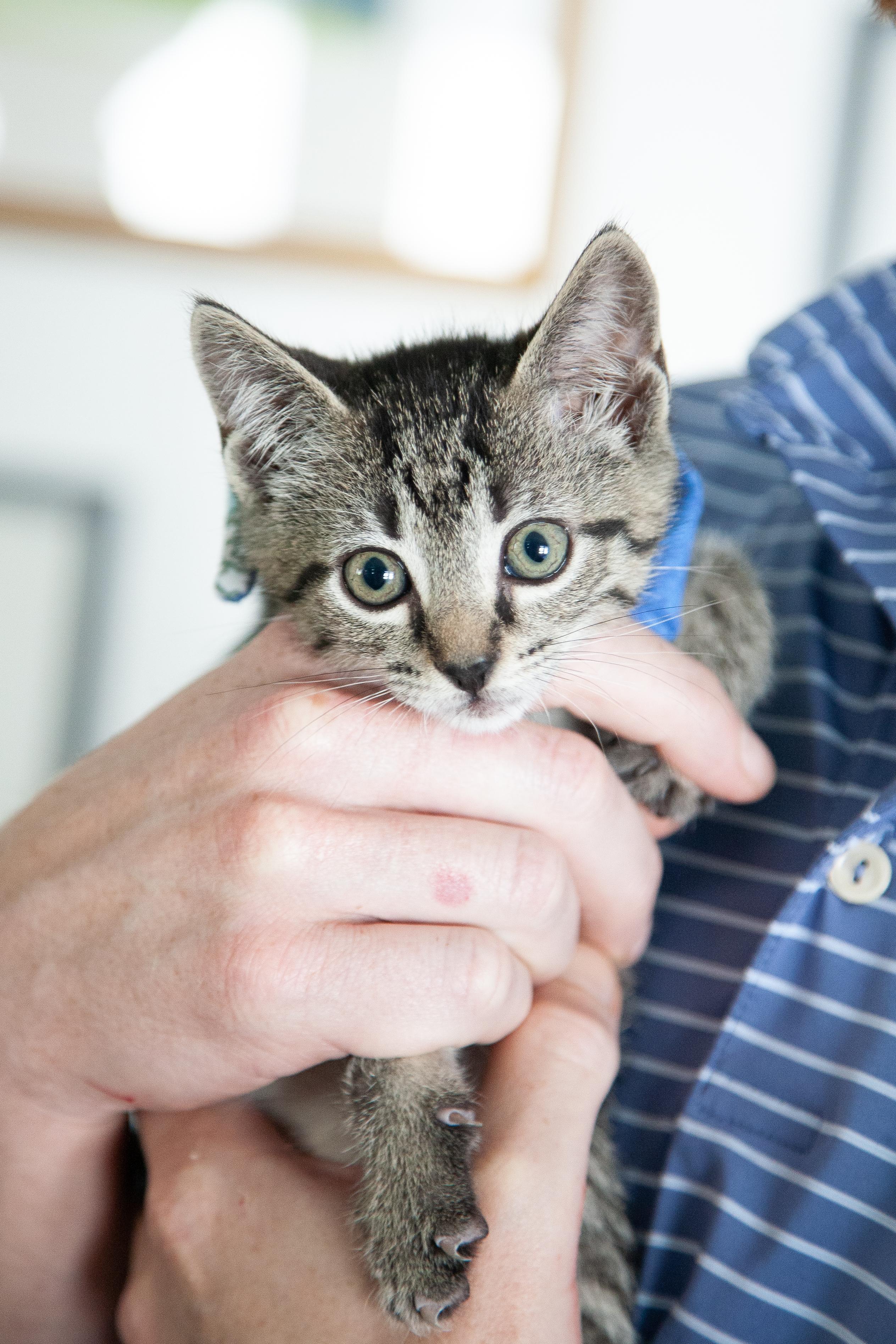 Benito, Adoptable, Young Male Domestic Short Hair.