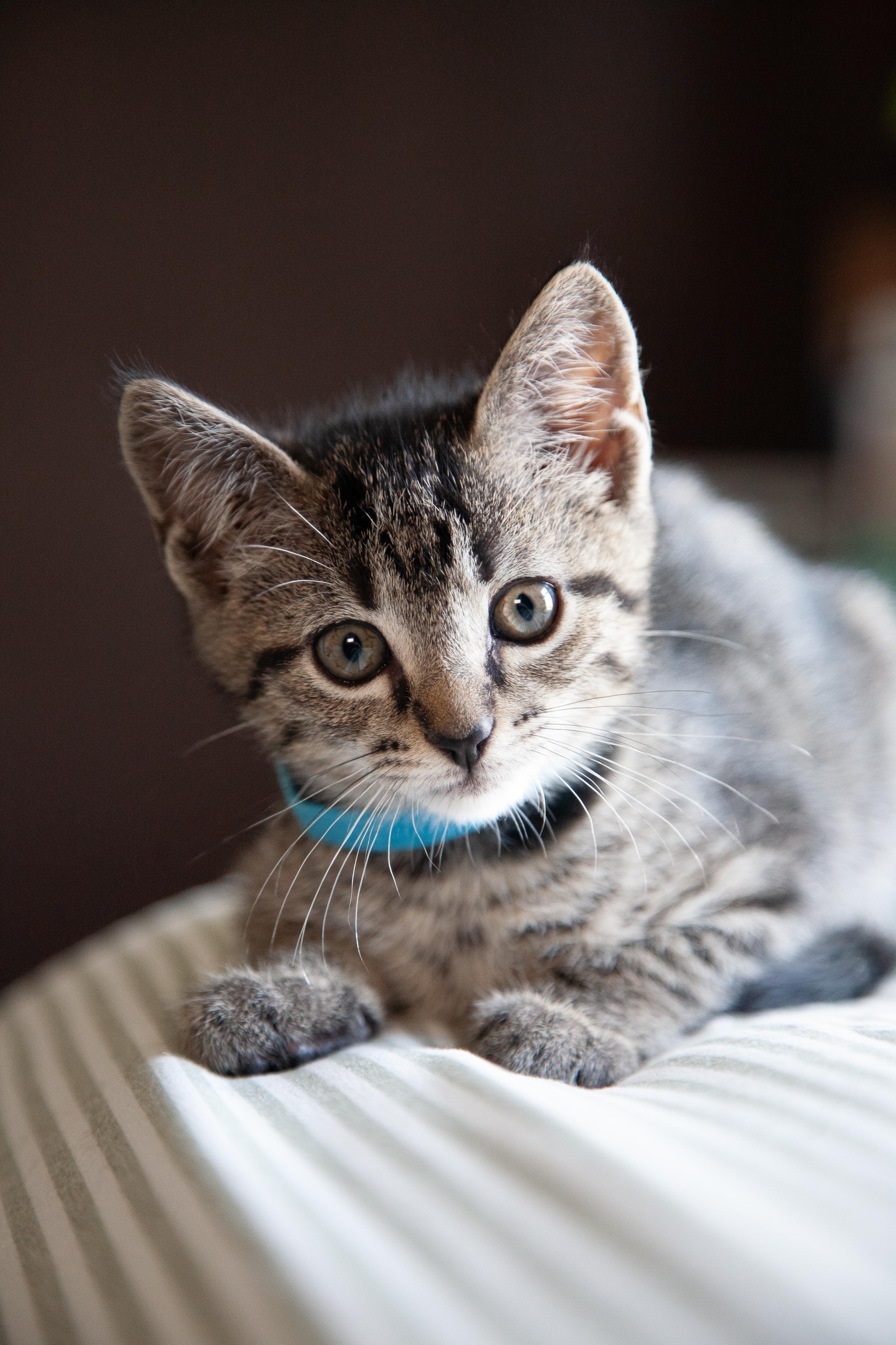 Benito, a Adoptable Domestic Short Hair in Nashville, TN image 4/4