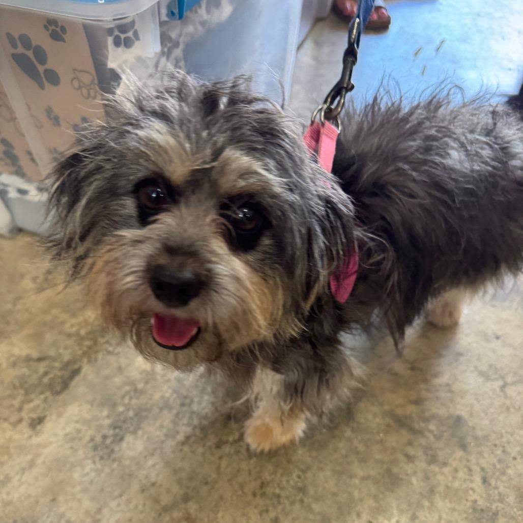 Cassidy, Adoptable, Adult Female Mixed Breed.