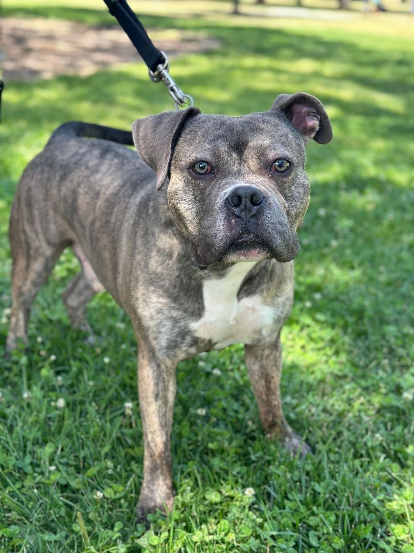 Boca!!, a Adoptable mixed breed in Rocklin , CA image 1/6