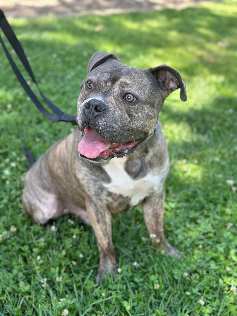 Boca!!, a Adoptable mixed breed in Rocklin , CA image 4/6