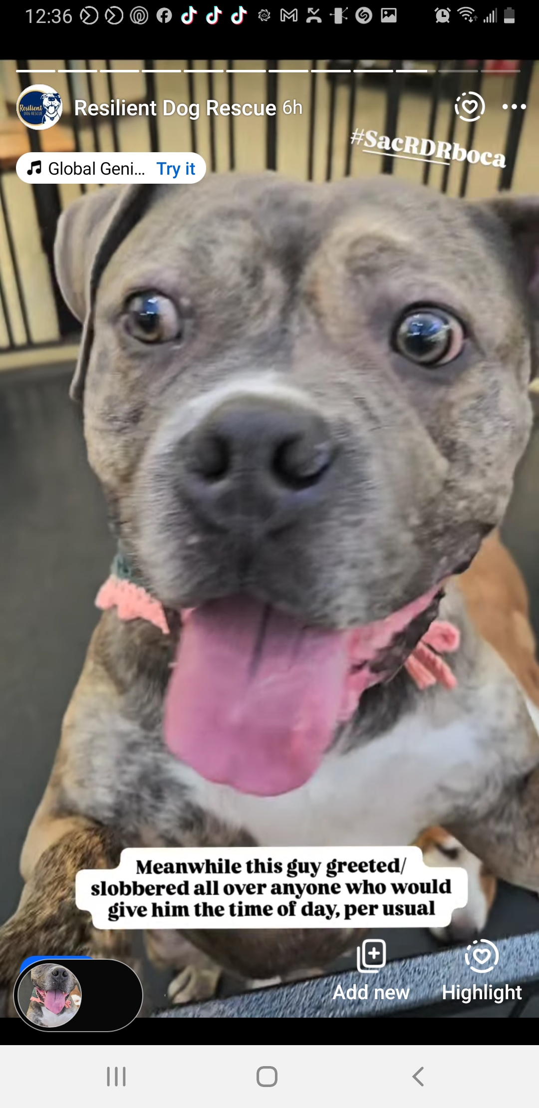 Boca!!, a Adoptable mixed breed in Rocklin , CA image 2/6