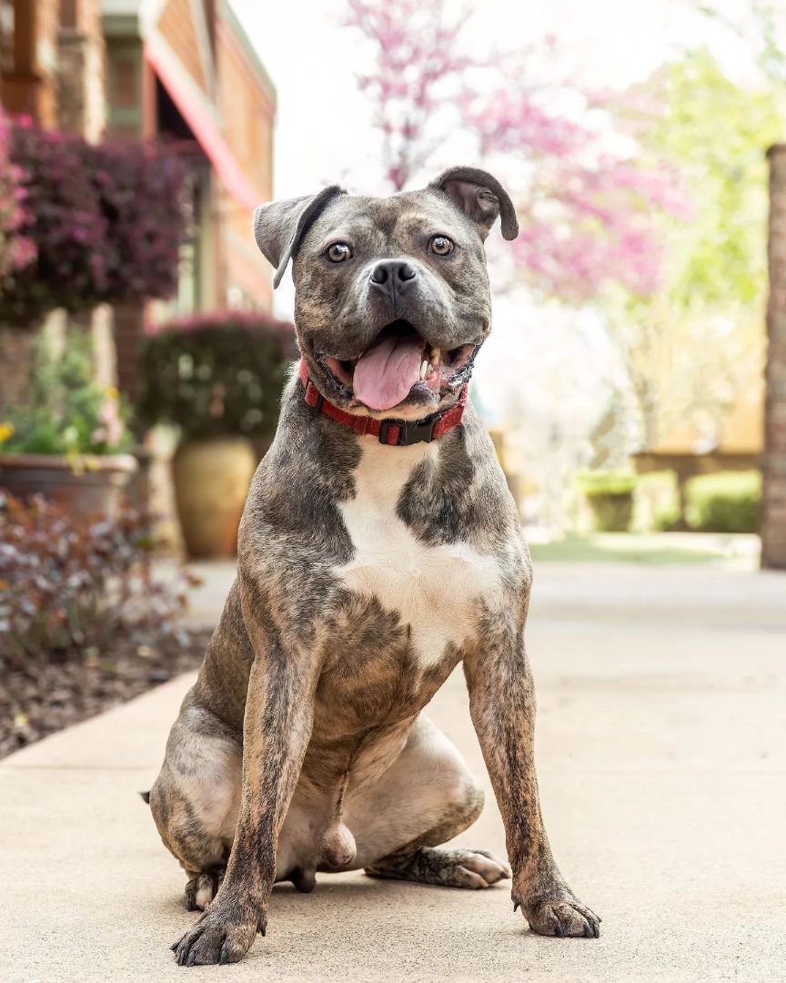 Boca!!, a Adoptable mixed breed in Rocklin , CA image 3/6