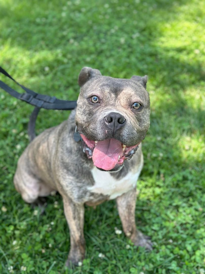 Boca!!, a Adoptable mixed breed in Rocklin , CA image 6/6