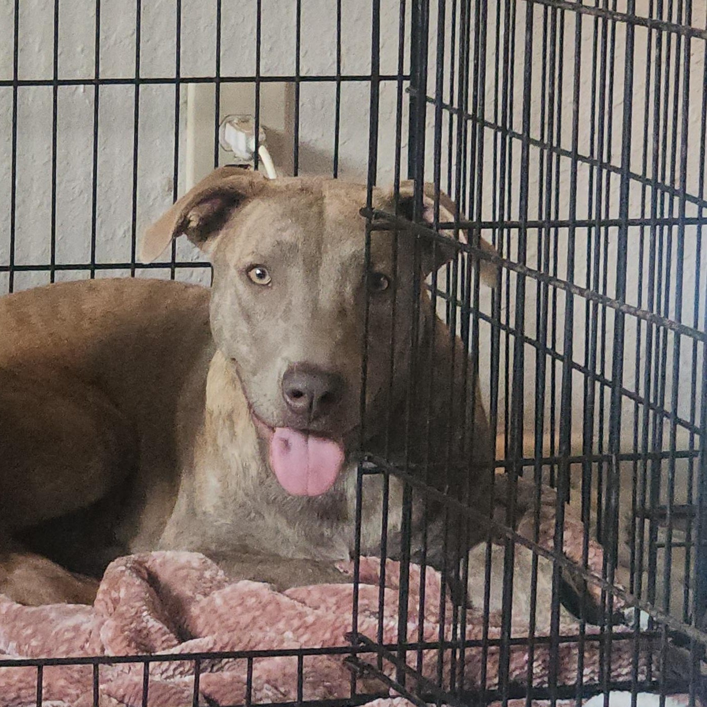 Enlarge Clara Bow, a Adoptable mixed breed in Texarkana, TX image 4/4