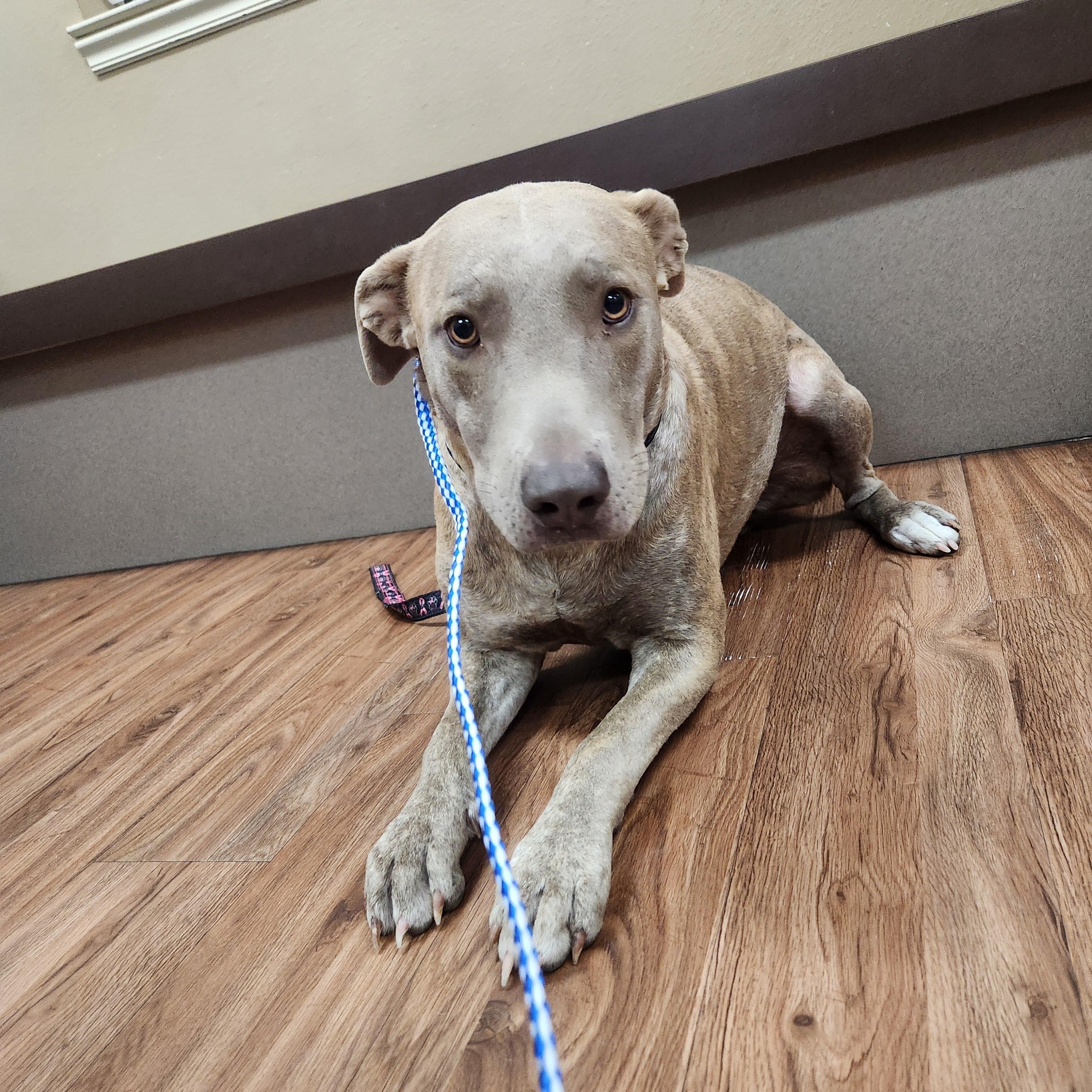 Enlarge Clara Bow, a Adoptable mixed breed in Texarkana, TX image 1/4