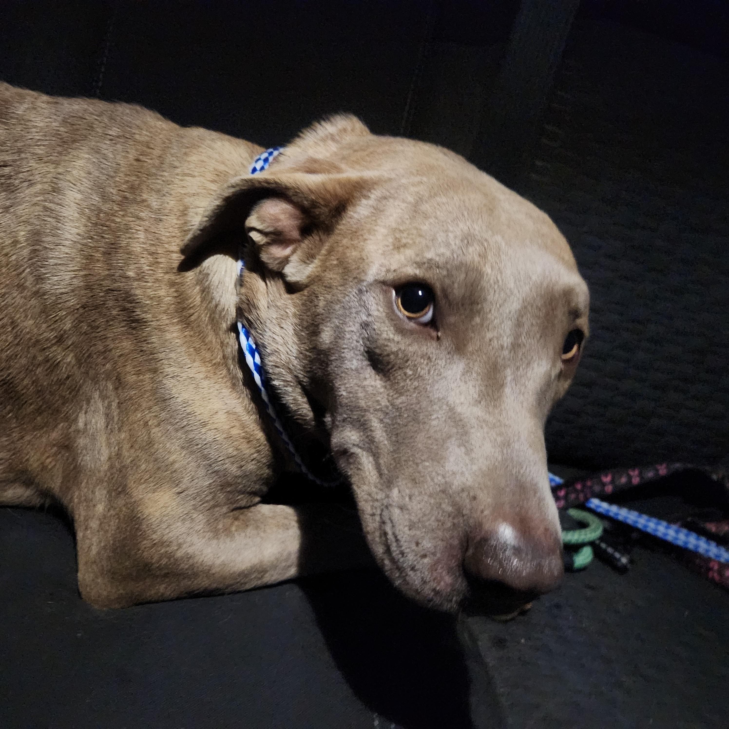 Enlarge Clara Bow, a Adoptable mixed breed in Texarkana, TX image 2/4