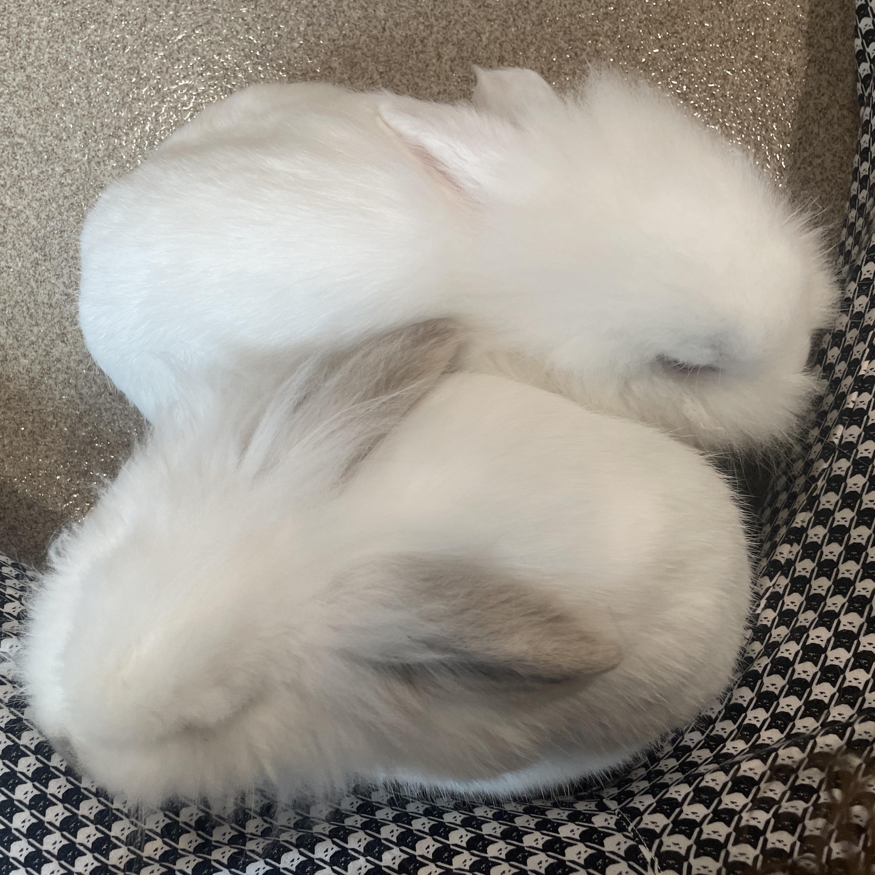 Nimbus and Willow