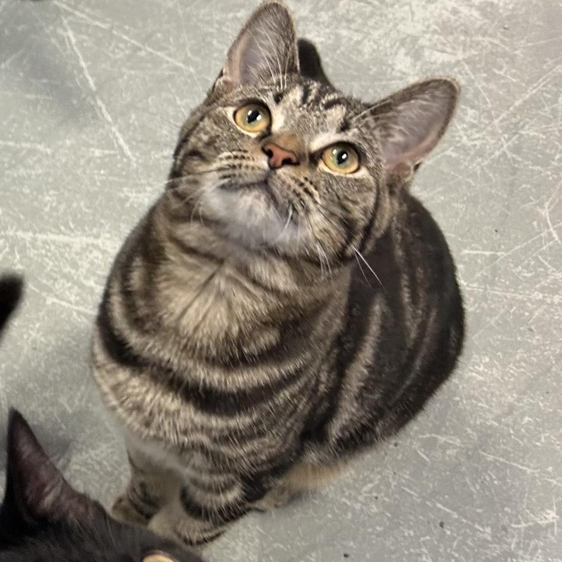 *SHRIMP, a Adoptable mixed breed in Wilmington, OH image 1/3