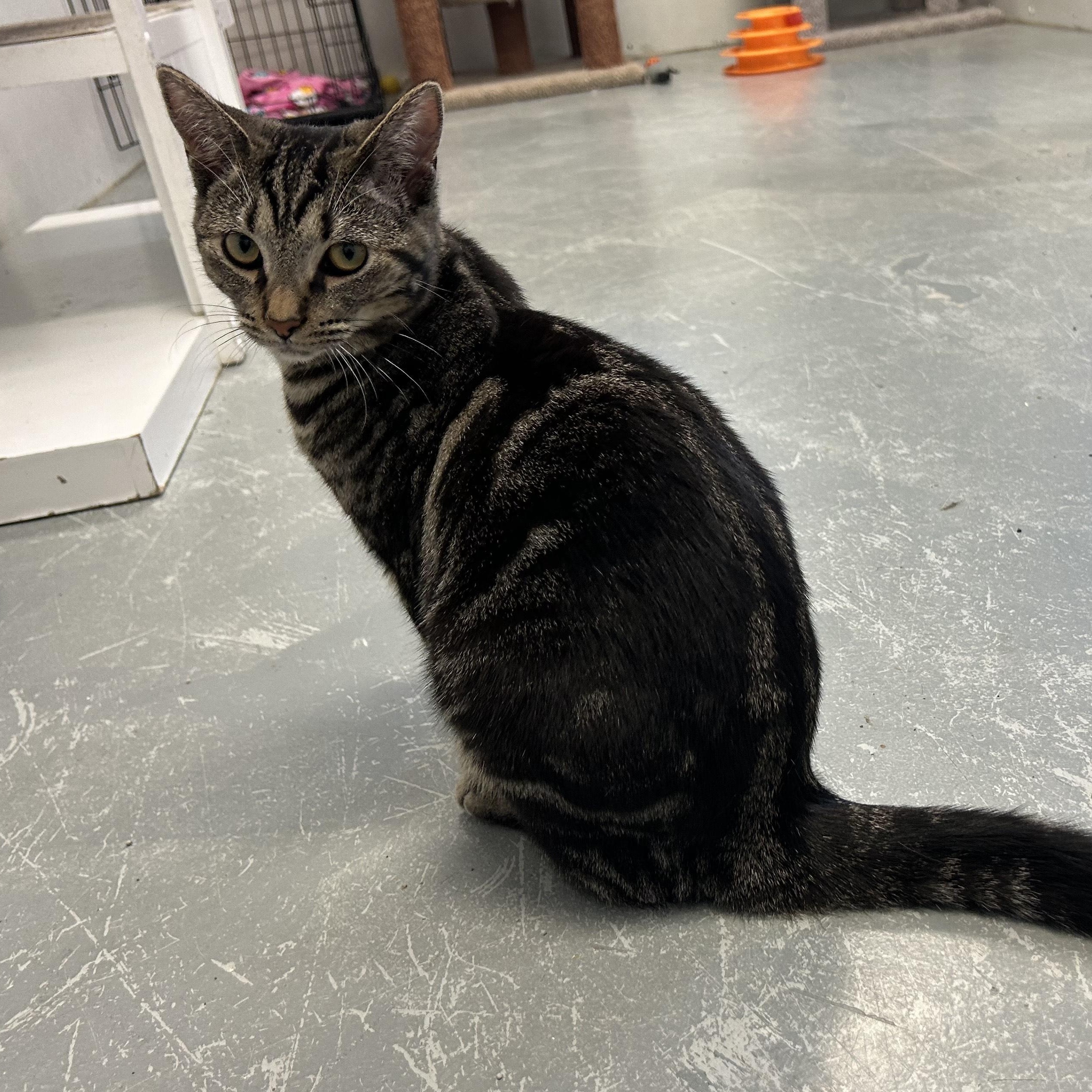 *SHRIMP, a Adoptable mixed breed in Wilmington, OH image 2/3