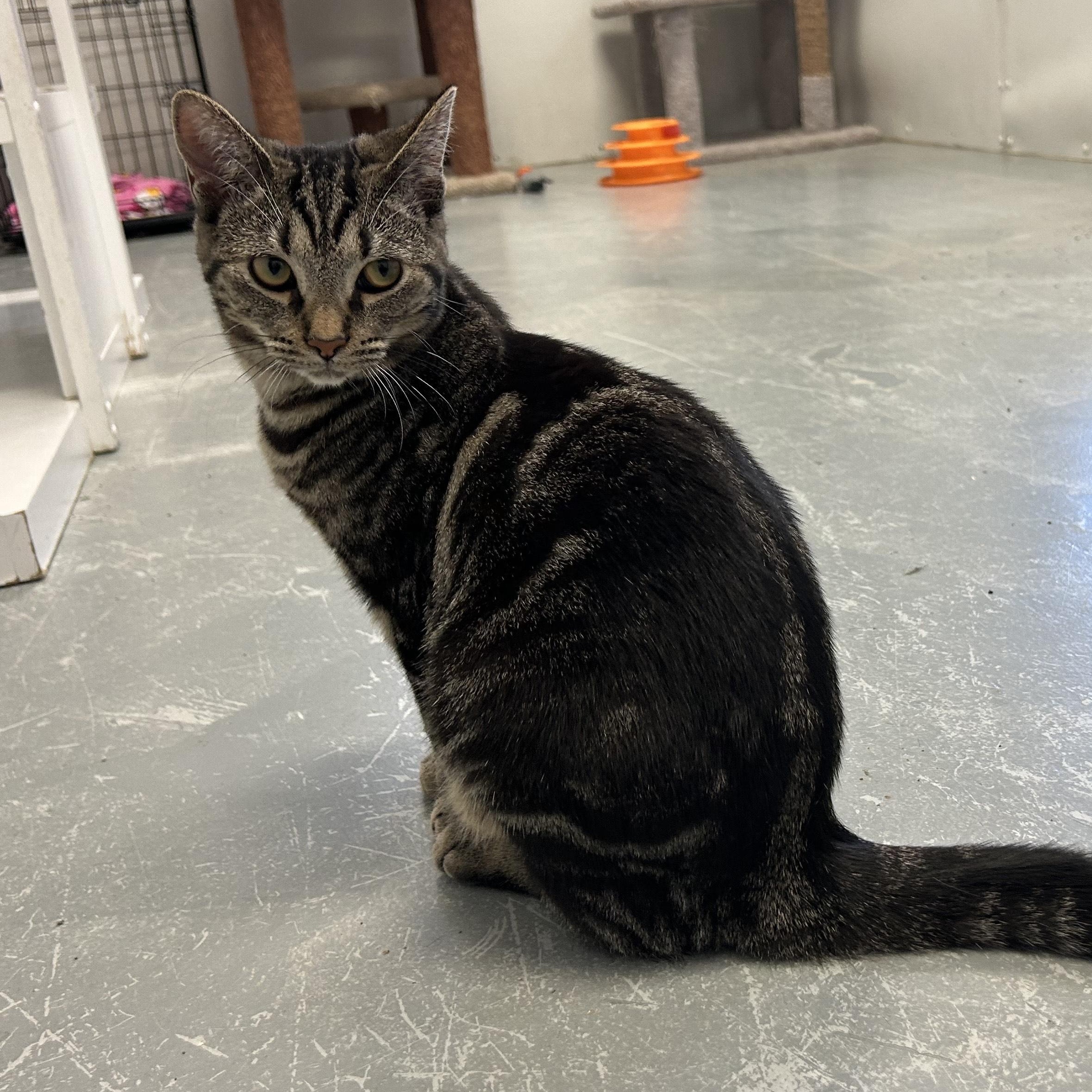 *SHRIMP, a Adoptable mixed breed in Wilmington, OH image 3/3