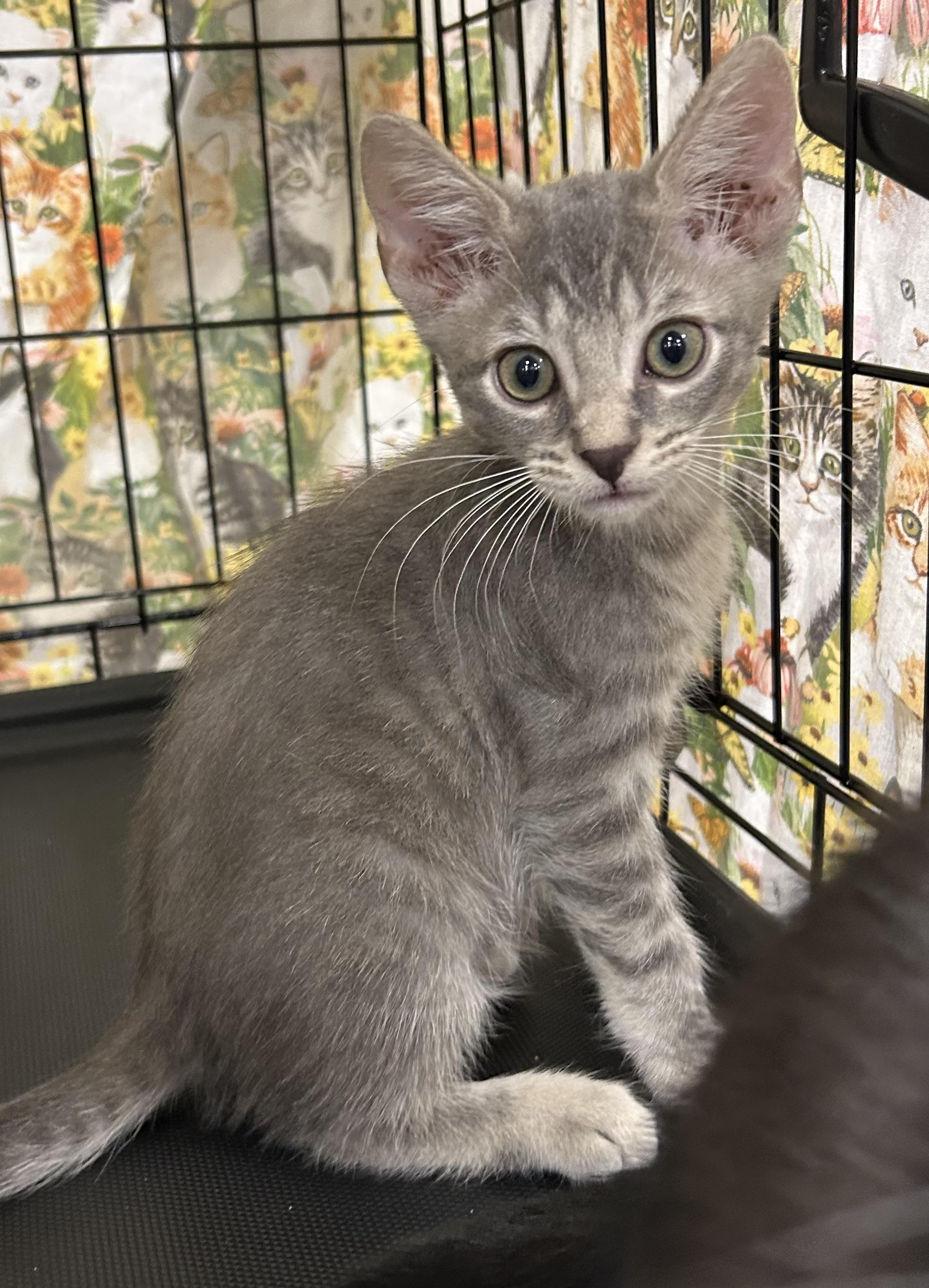 Cash, Baby Male Tabby
