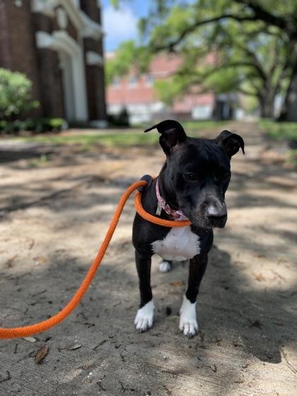 Inky, Adoptable, Puppy Female Pit Bull Terrier & Mixed Breed.