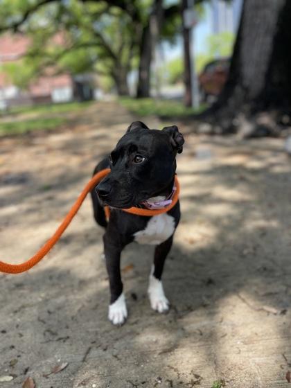 Inky, Adoptable, Puppy Female Pit Bull Terrier & Mixed Breed.