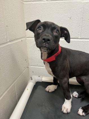 Enlarge Inky, a Adoptable mixed breed in New Orleans, LA image 3/3