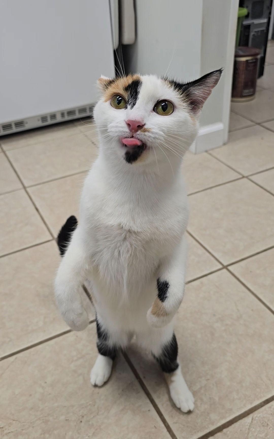 Pepper, Adoptable, Kitten Female Domestic Short Hair & Calico.