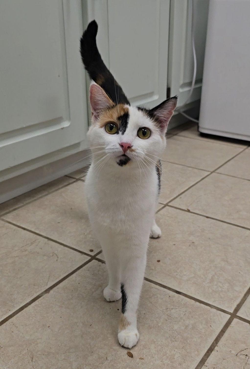 Pepper, a Adoptable mixed breed in Locust Grove, GA image 2/3