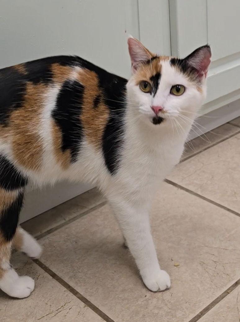 Pepper, a Adoptable mixed breed in Locust Grove, GA image 3/3