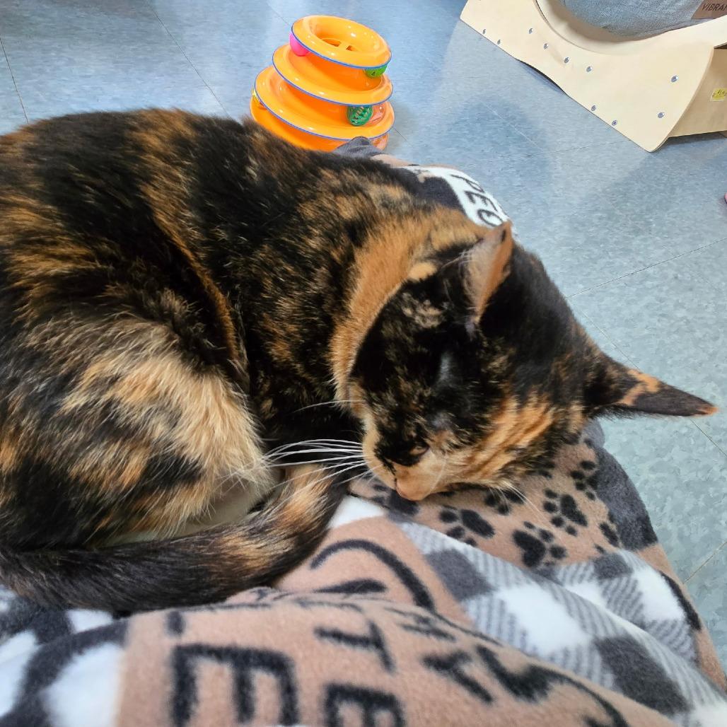 PRINCESS OF GENOVIA, Adoptable, Senior Female Domestic Short Hair & Domestic Short Hair.
