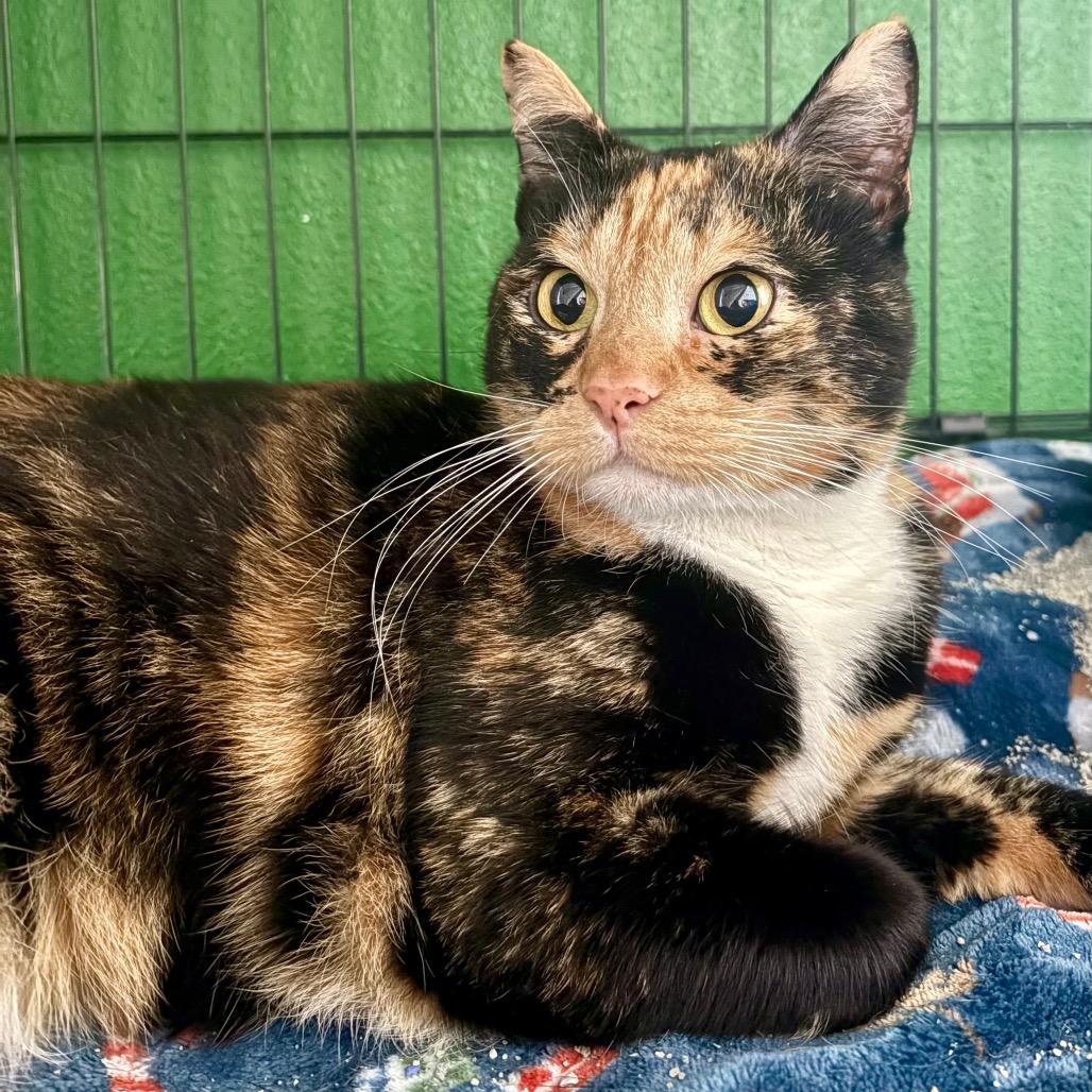 PRINCESS OF GENOVIA, a Adoptable mixed breed in Kyle, TX image 2/6