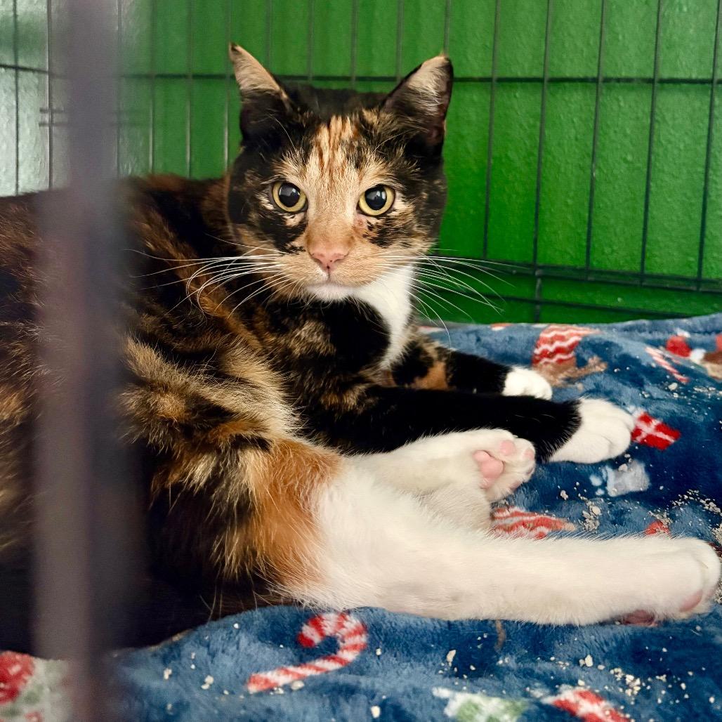 PRINCESS OF GENOVIA, a Adoptable mixed breed in Kyle, TX image 4/6