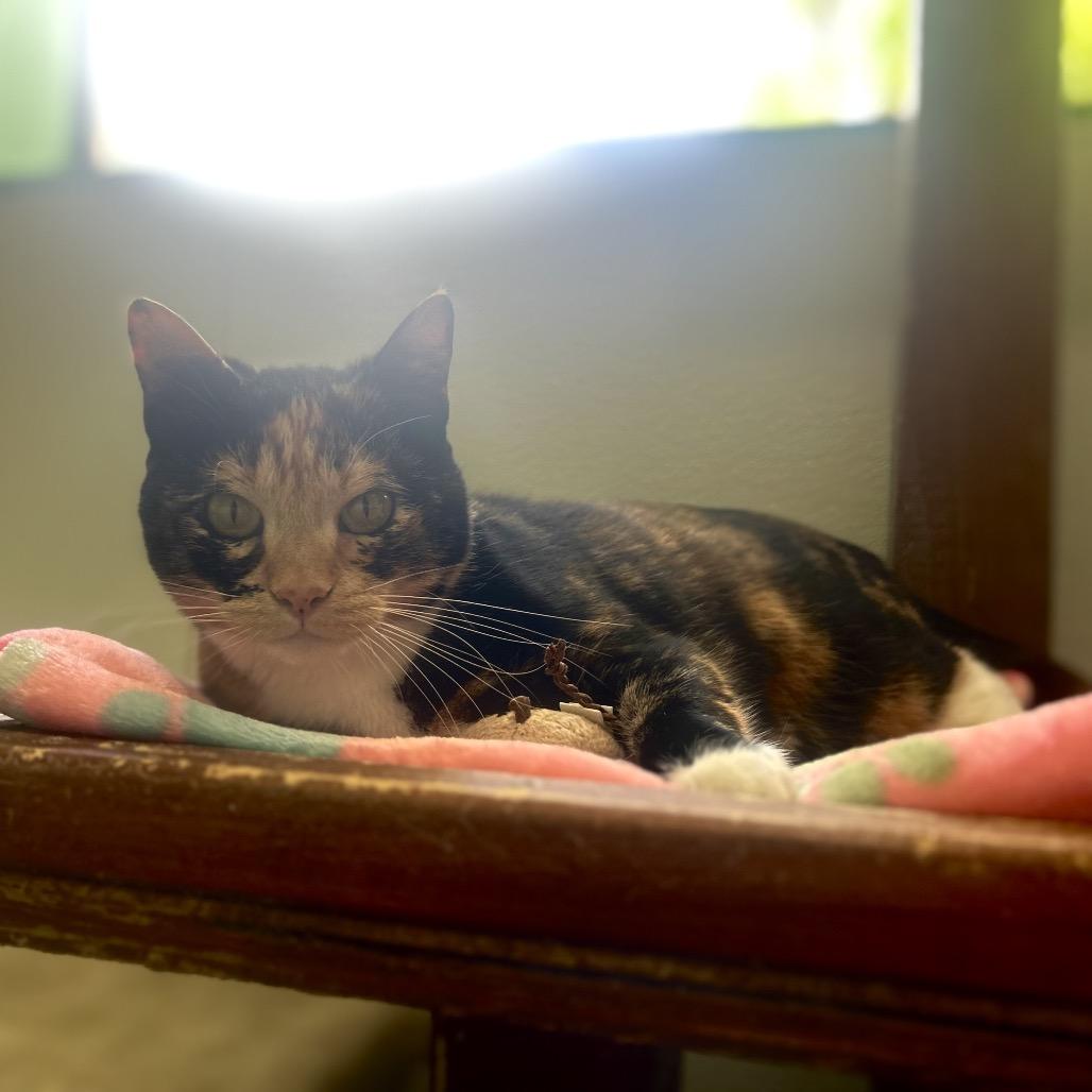 PRINCESS OF GENOVIA, a Adoptable mixed breed in Kyle, TX image 5/6