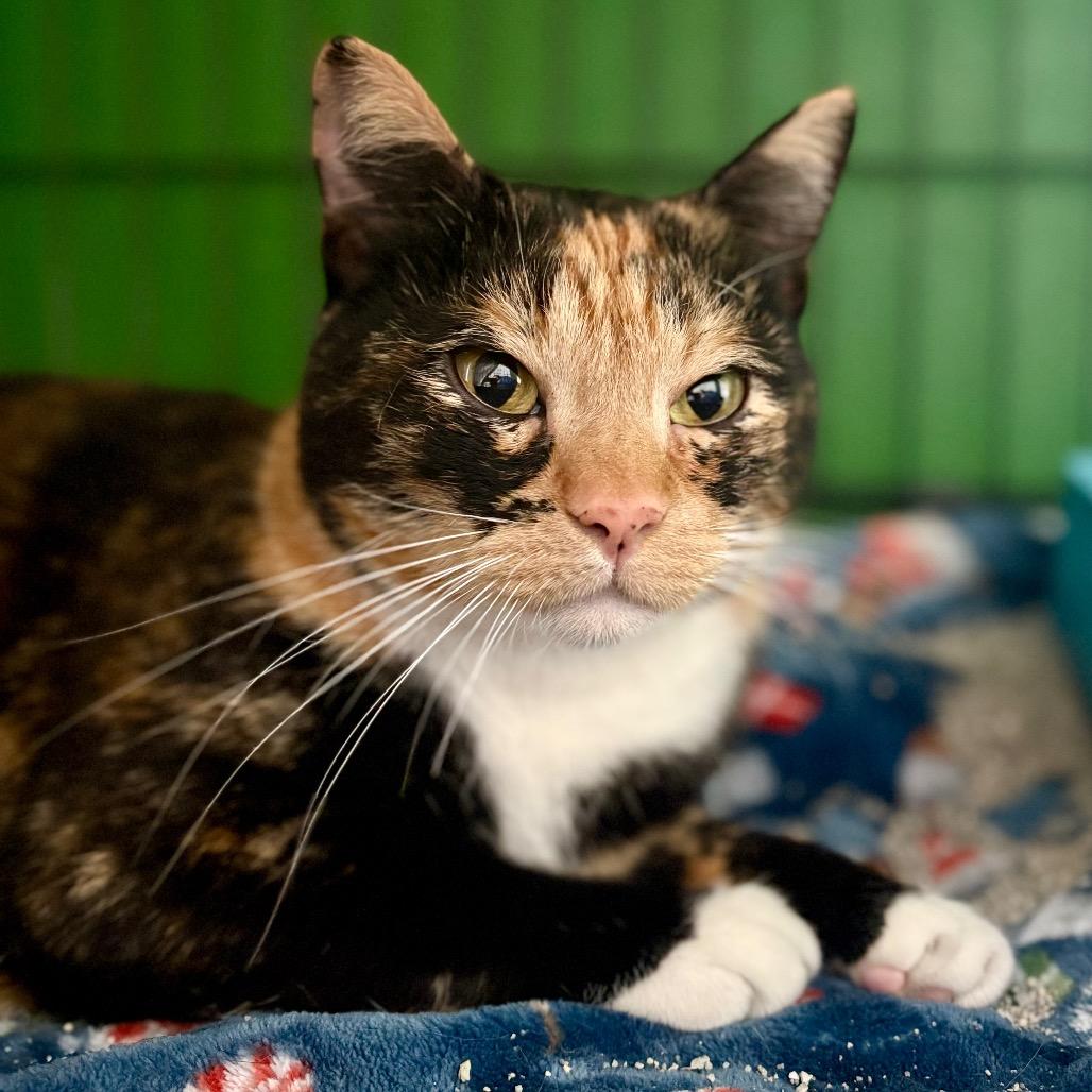PRINCESS OF GENOVIA, a Adoptable mixed breed in Kyle, TX image 6/6