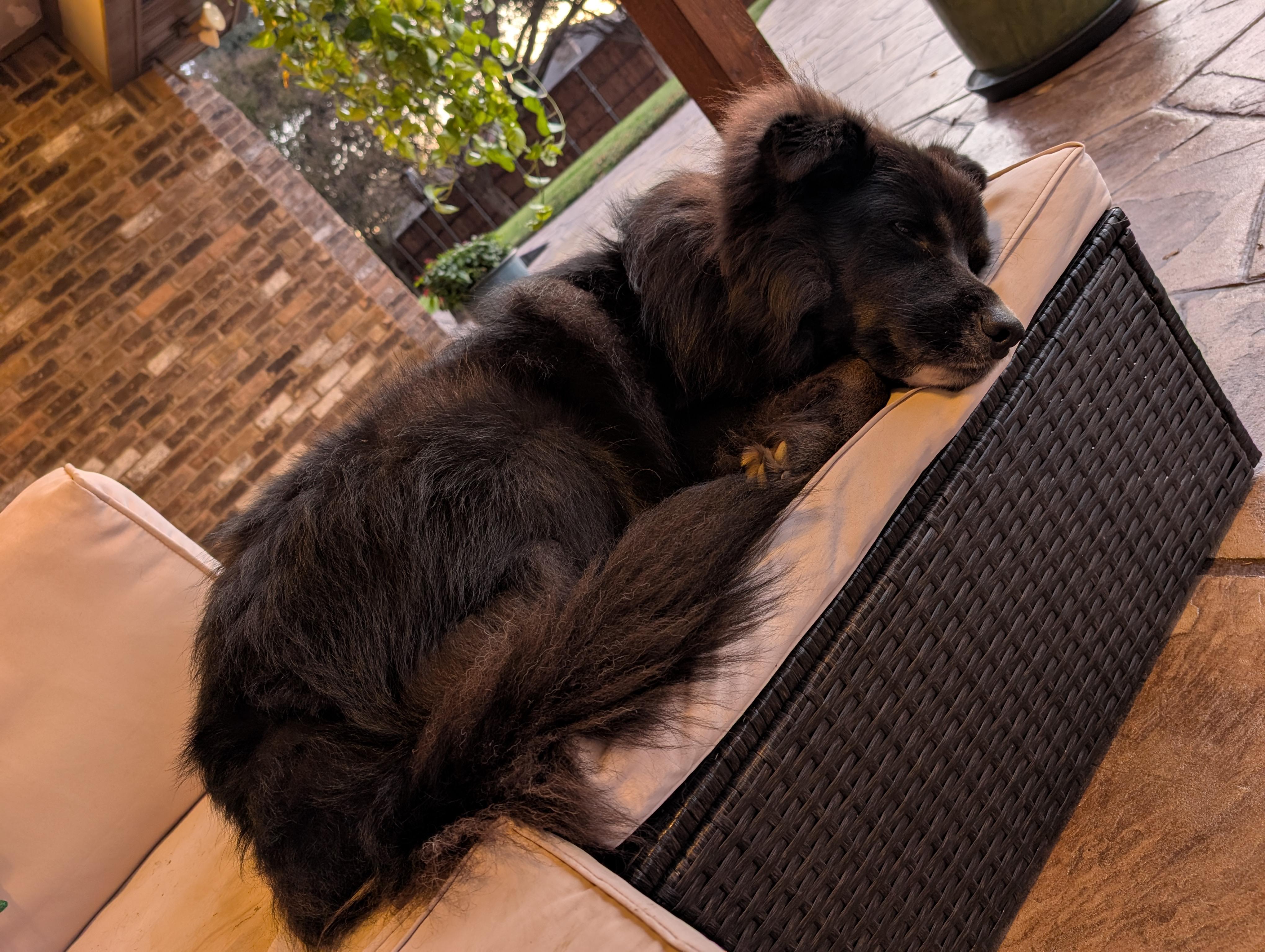 Bowie GDP, a Adoptable Border Collie in Dallas, TX image 1/3