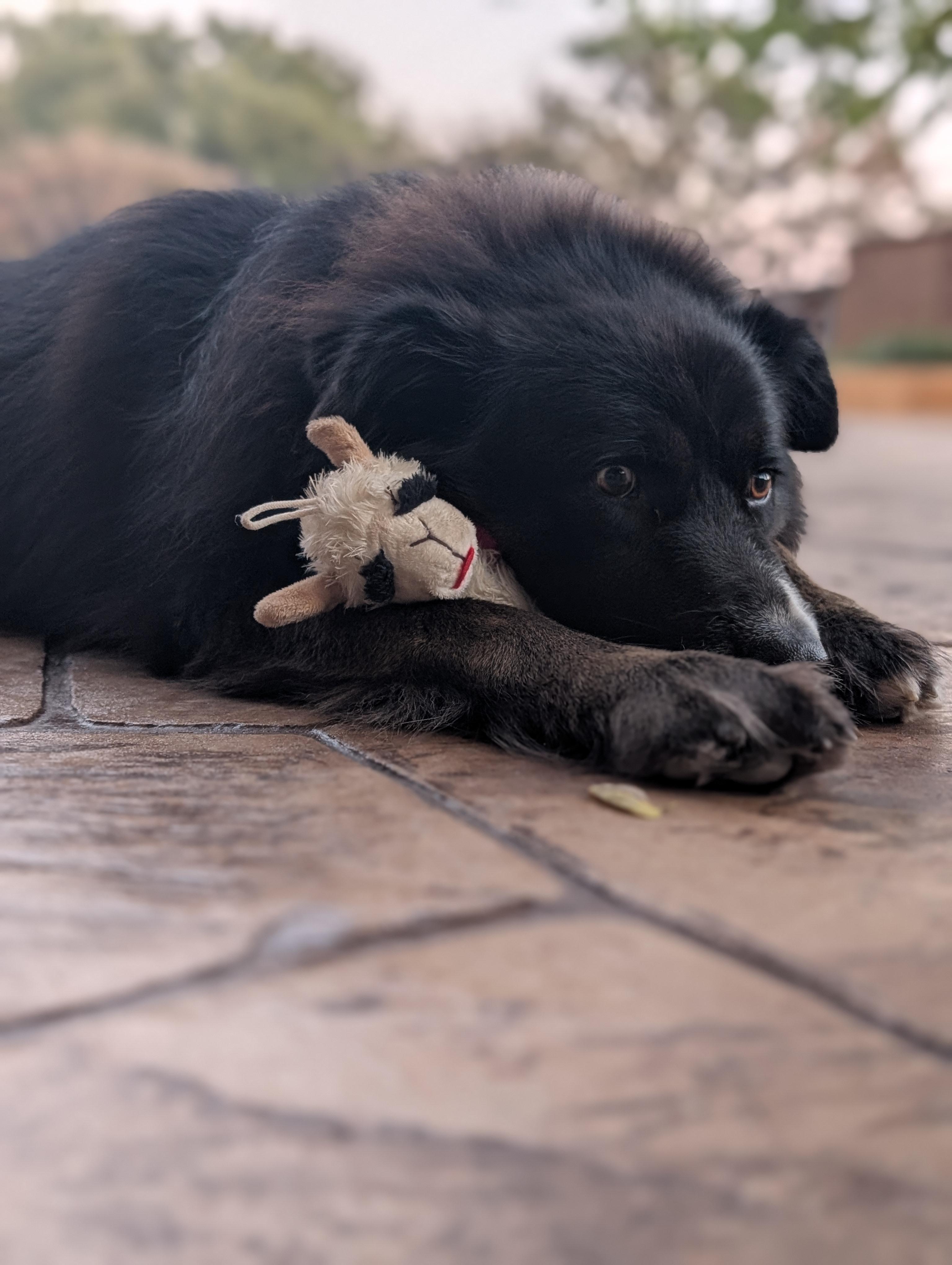 Bowie GDP, a Adoptable Border Collie in Dallas, TX image 2/3