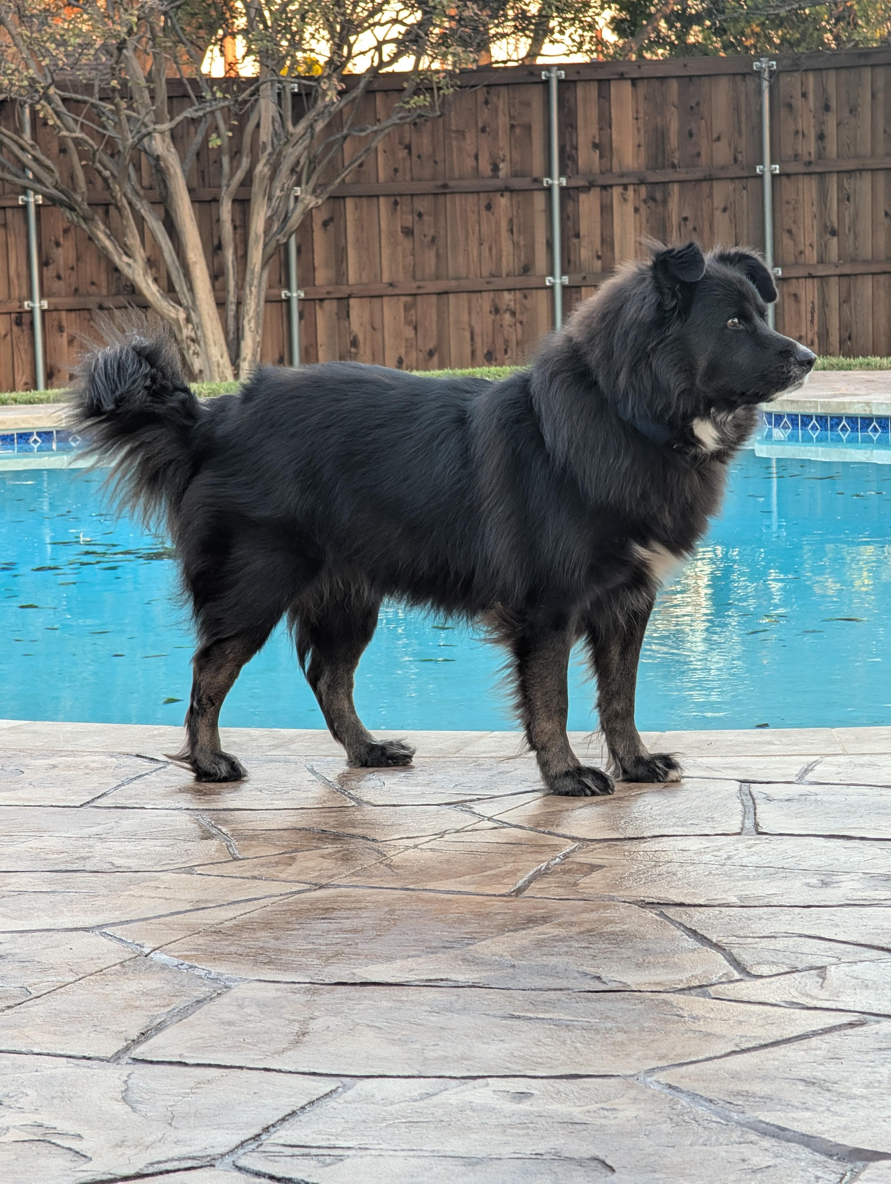 Bowie GDP, a Adoptable Border Collie in Dallas, TX image 3/3