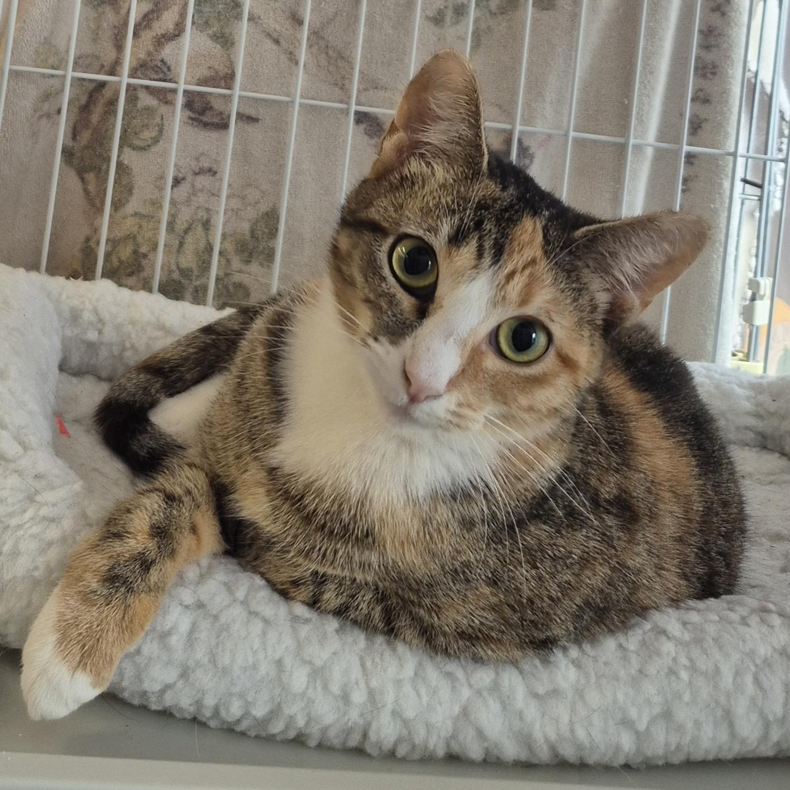 Enlarge Gem, a Adoptable Calico in Hillsborough, NJ image 2/4