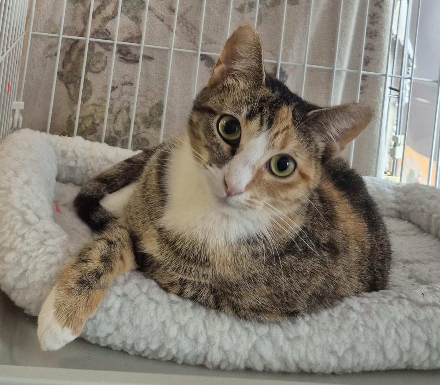 Gem, a Adoptable Calico in Hillsborough, NJ image 1/4