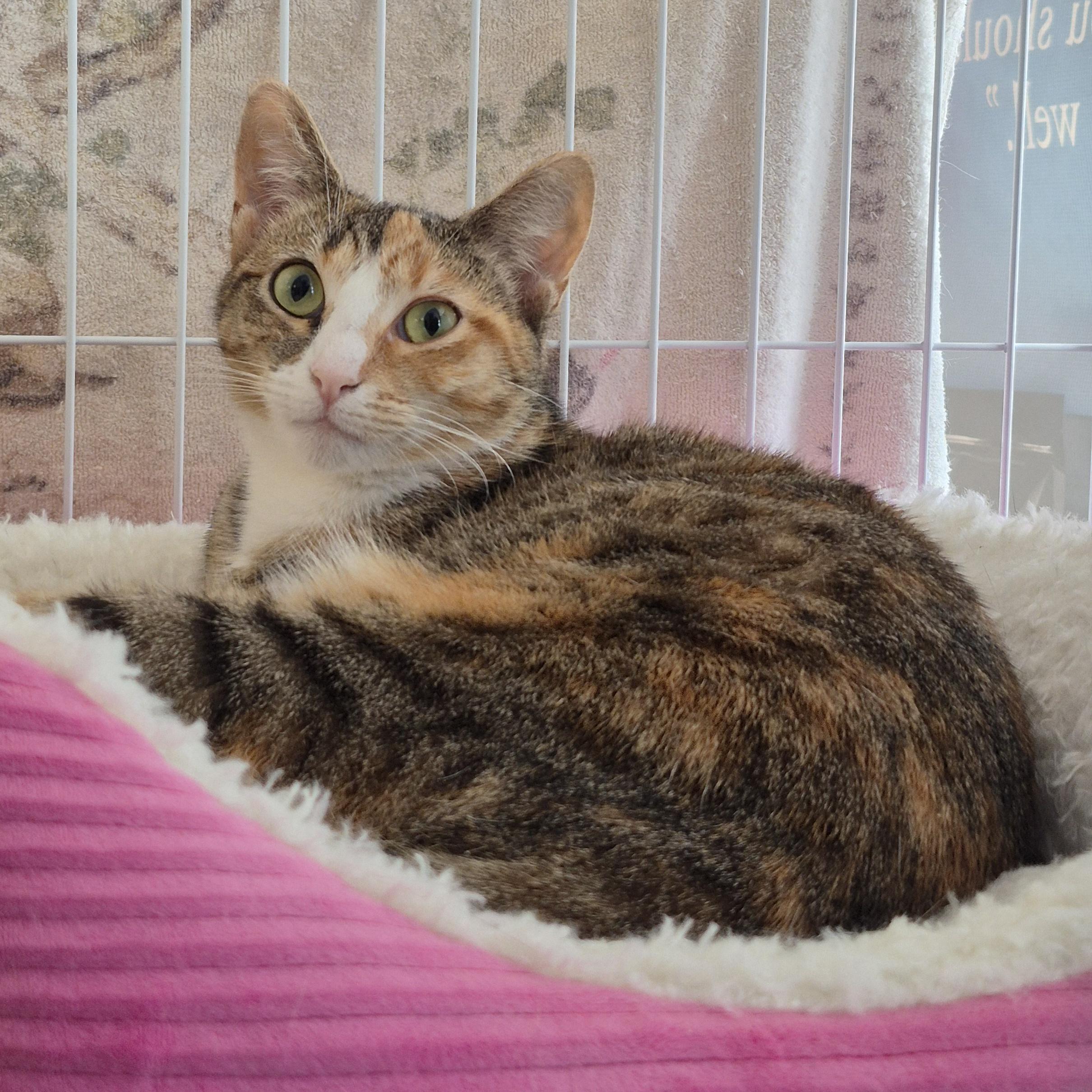 Gem, Adoptable, Kitten Female Calico.