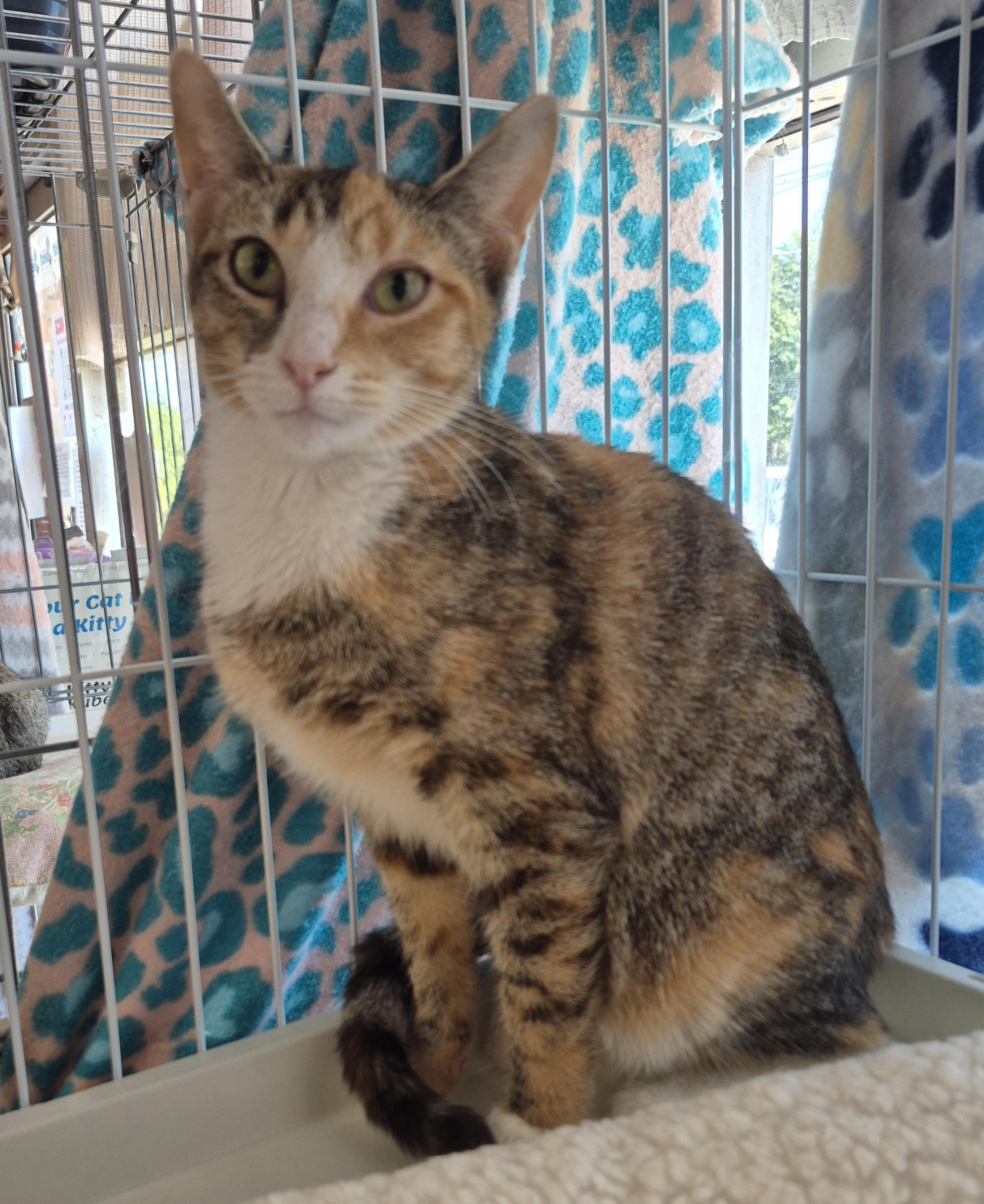 Gem, Adoptable, Young Female Calico.
