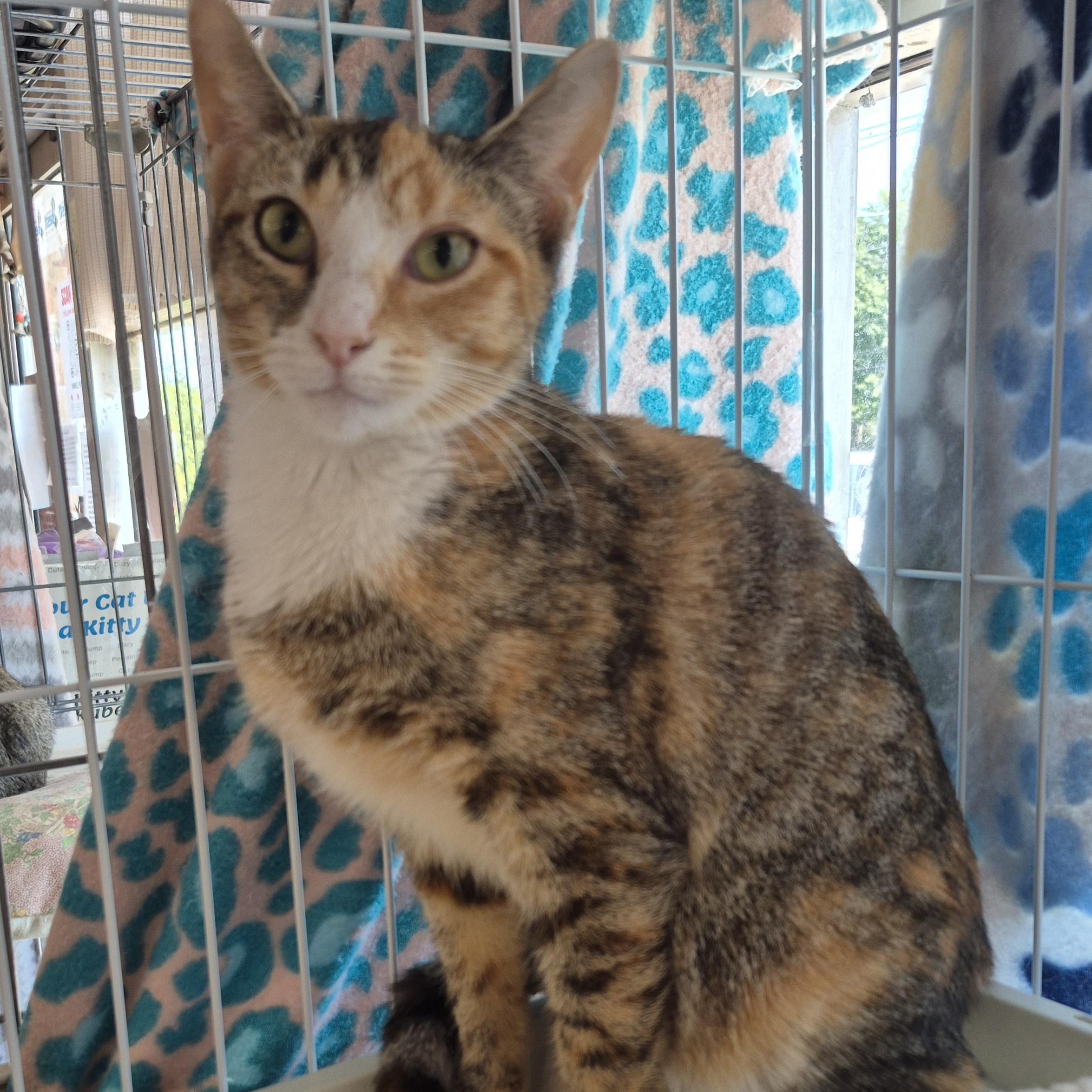 Enlarge Gem, a Adoptable Calico in Hillsborough, NJ image 3/4