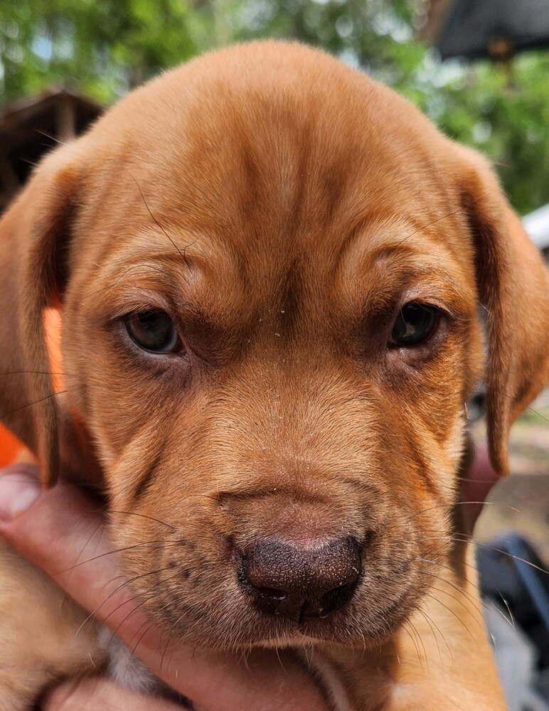 Skip, Adoptable, Puppy Male Basset Hound & Terrier.