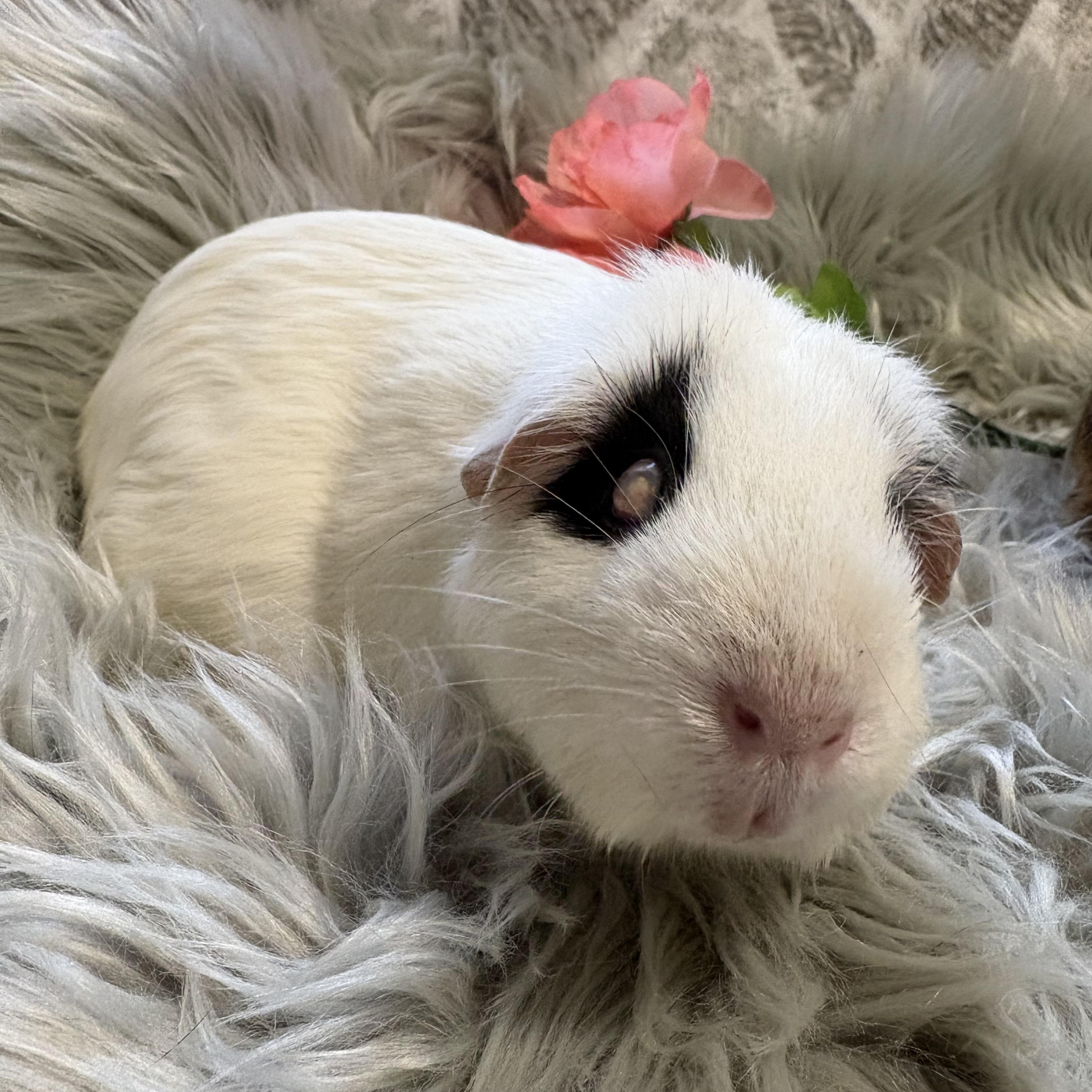 Enlarge Amber & Willow, a ADOPTABLE Guinea Pig in Olympia, WA image 4/6