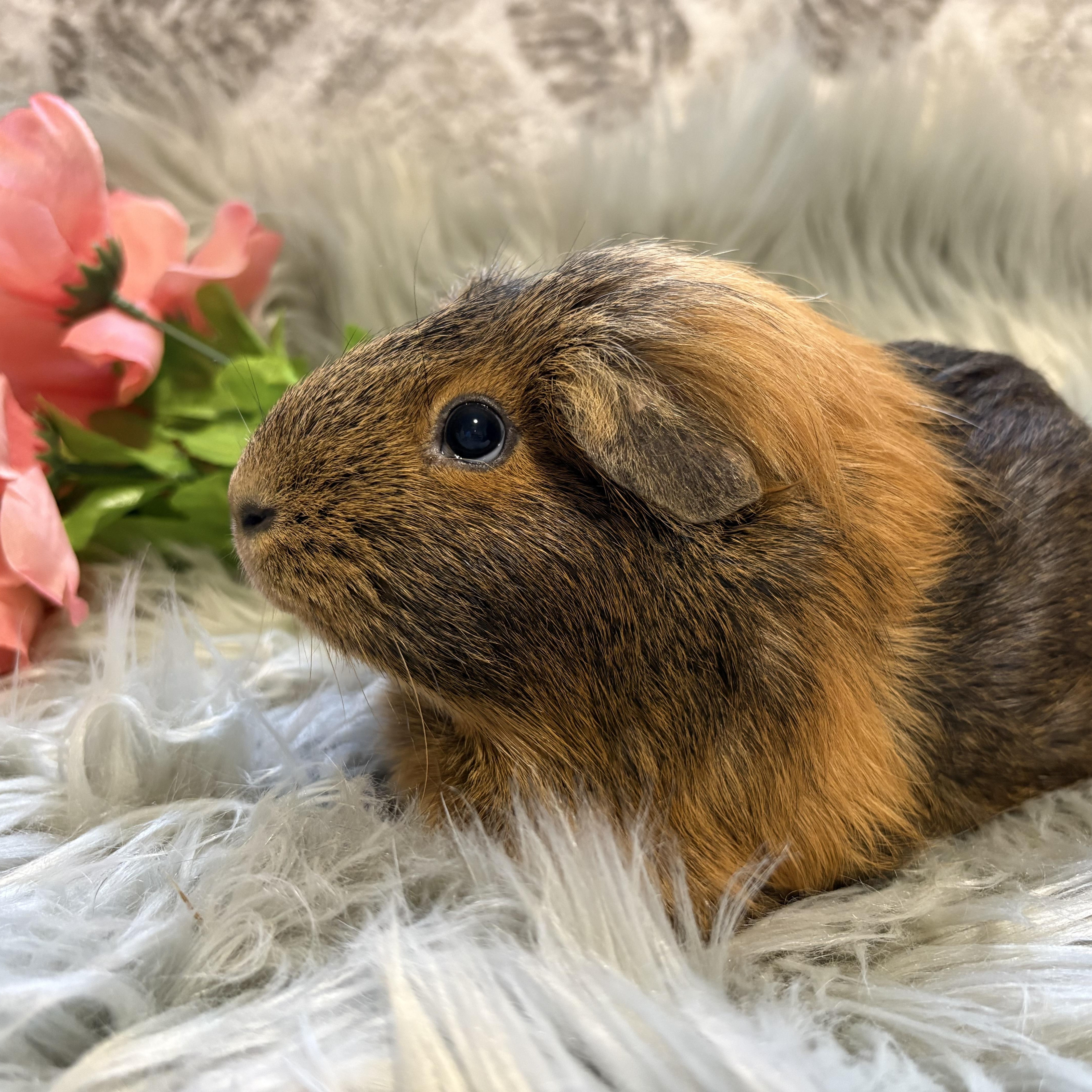 Enlarge Amber & Willow, a ADOPTABLE Guinea Pig in Olympia, WA image 3/6