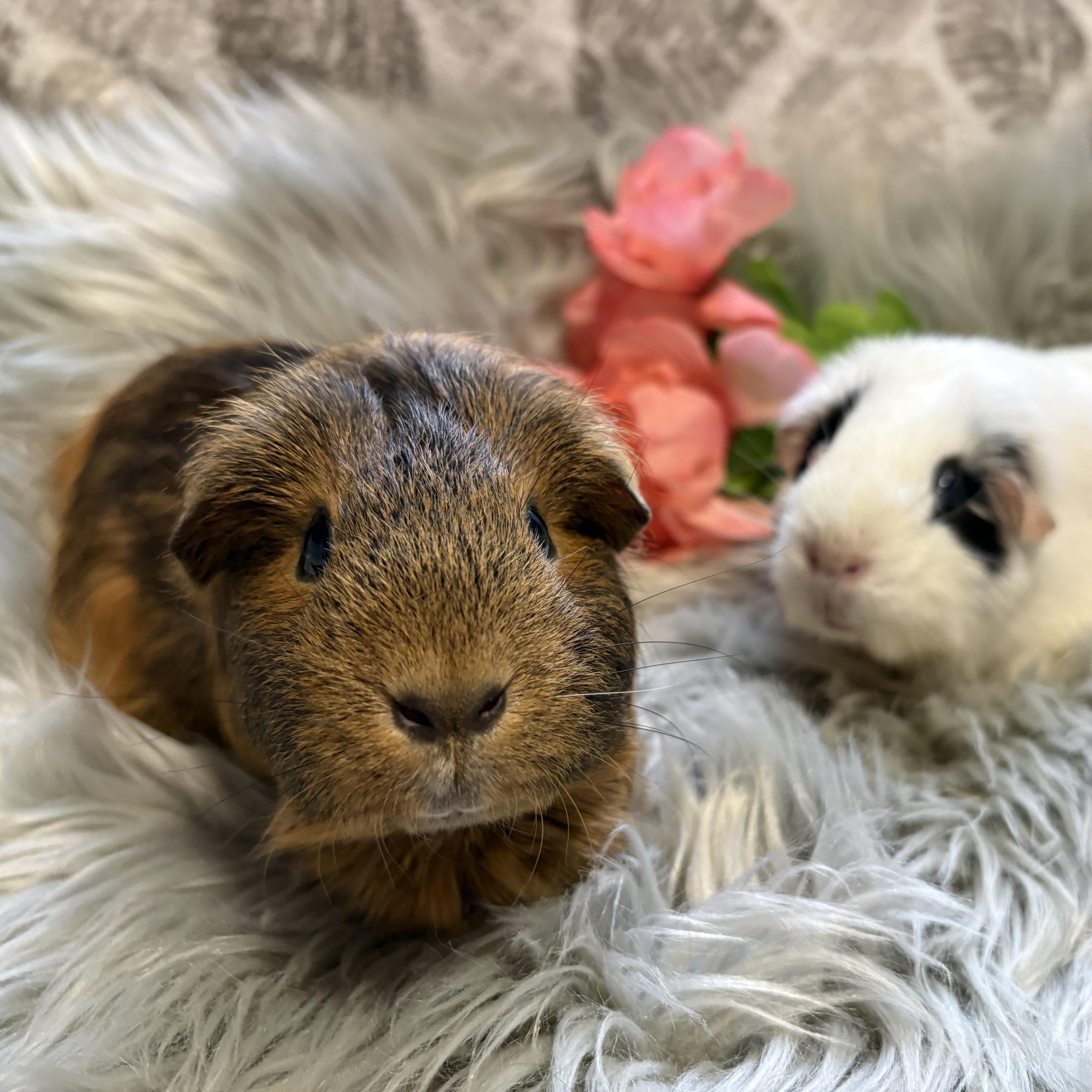Amber & Willow, ADOPTABLE, Senior Female Guinea Pig.