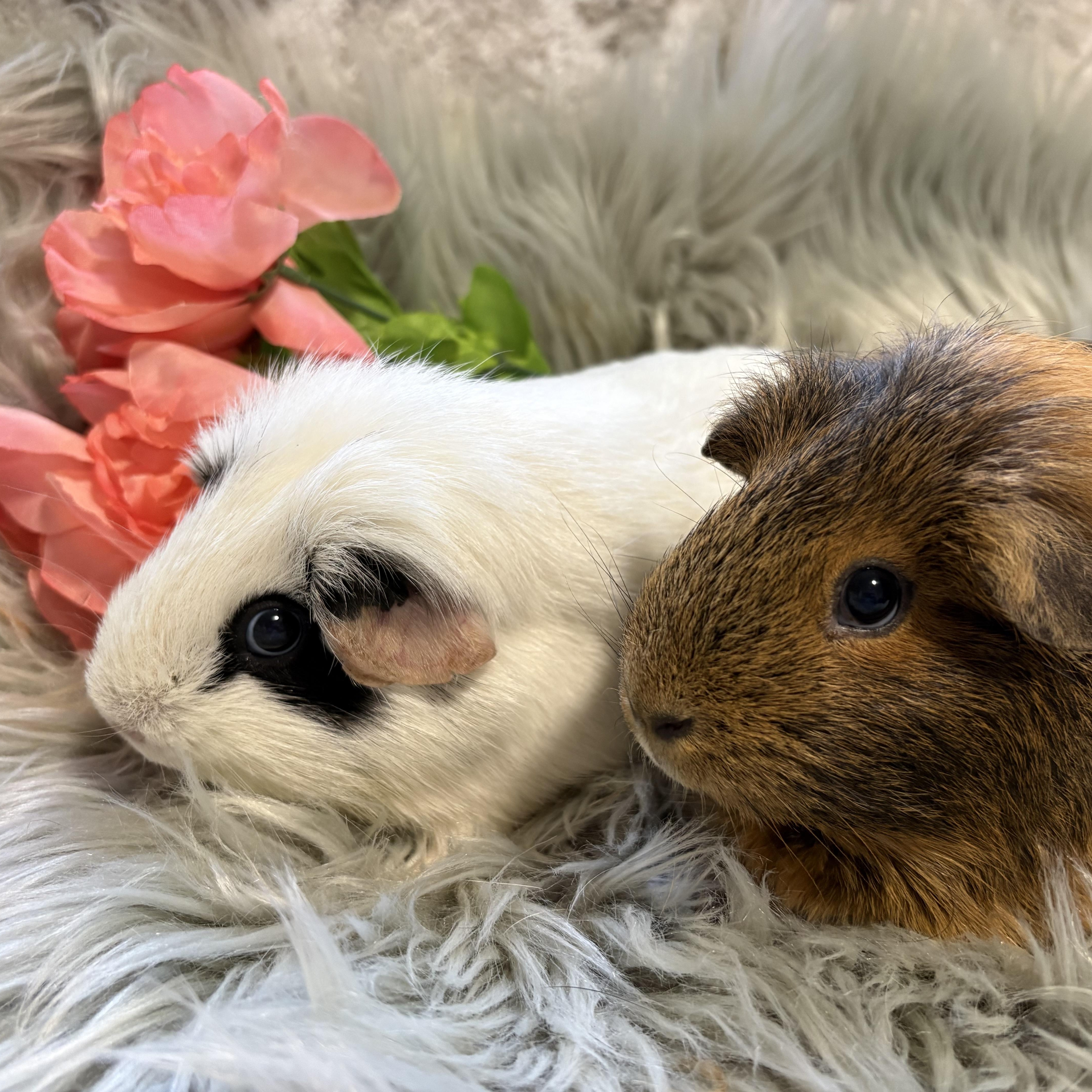 Enlarge Amber & Willow, a ADOPTABLE Guinea Pig in Olympia, WA image 2/6
