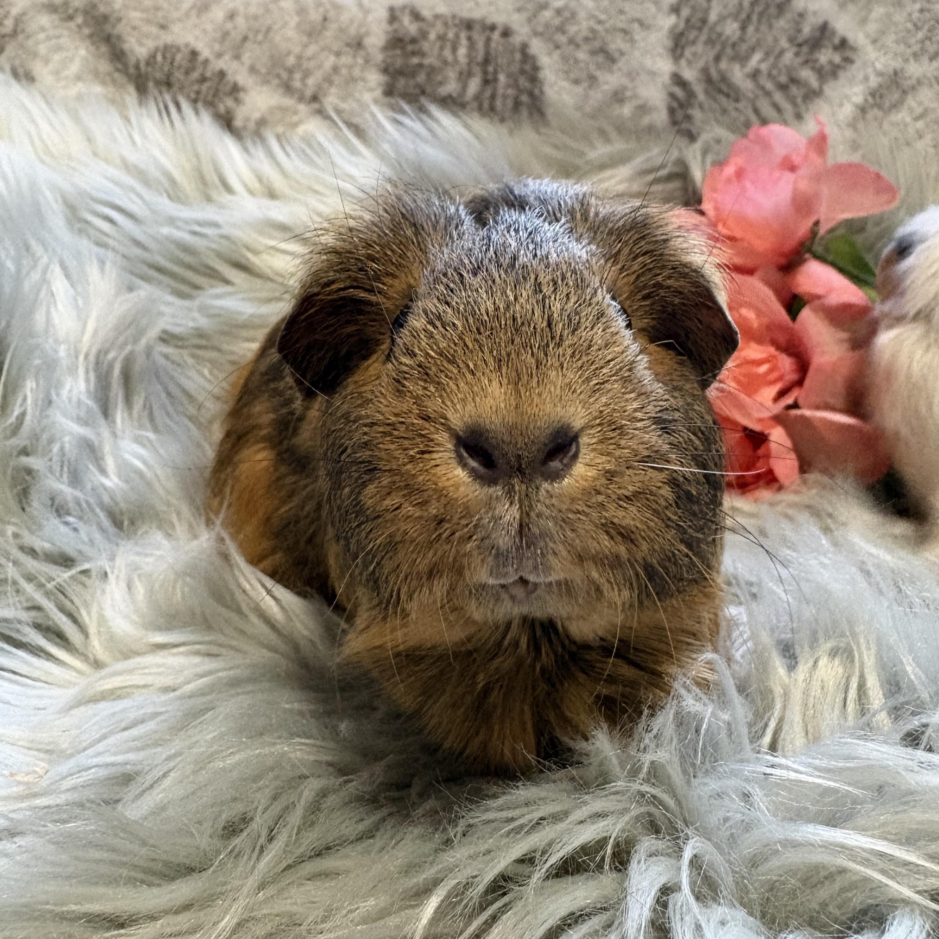 Enlarge Amber & Willow, a ADOPTABLE Guinea Pig in Olympia, WA image 6/6