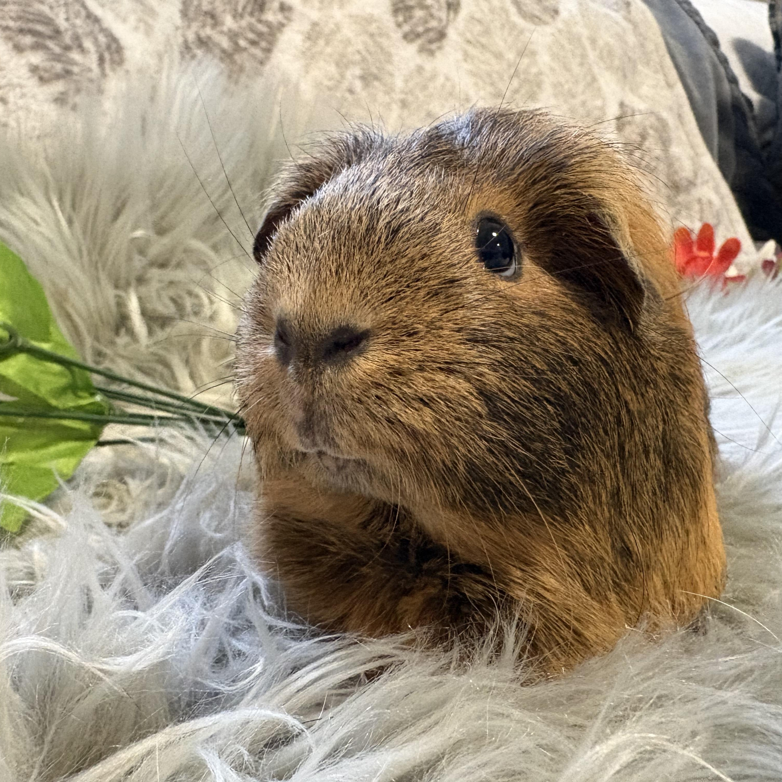 Enlarge Amber & Willow, a ADOPTABLE Guinea Pig in Olympia, WA image 5/6