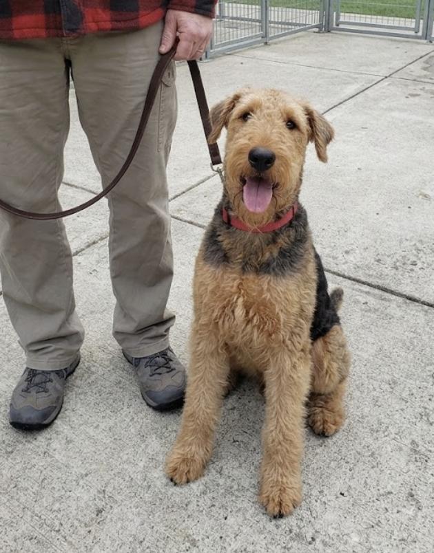 Enlarge Buford, a Adopted Airedale Terrier in Nashville, TN image 1/1