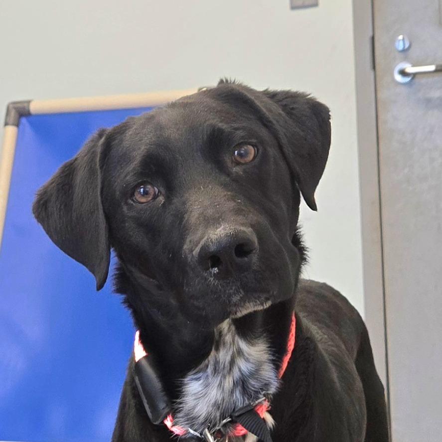 Enlarge Max, a Adoptable mixed breed in Chattanooga, TN image 1/5