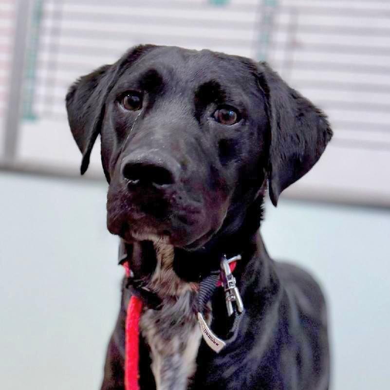Enlarge Max, a Adoptable mixed breed in Chattanooga, TN image 2/5