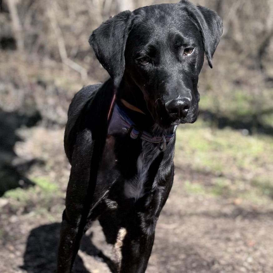 Enlarge Max, a Adoptable mixed breed in Chattanooga, TN image 3/5