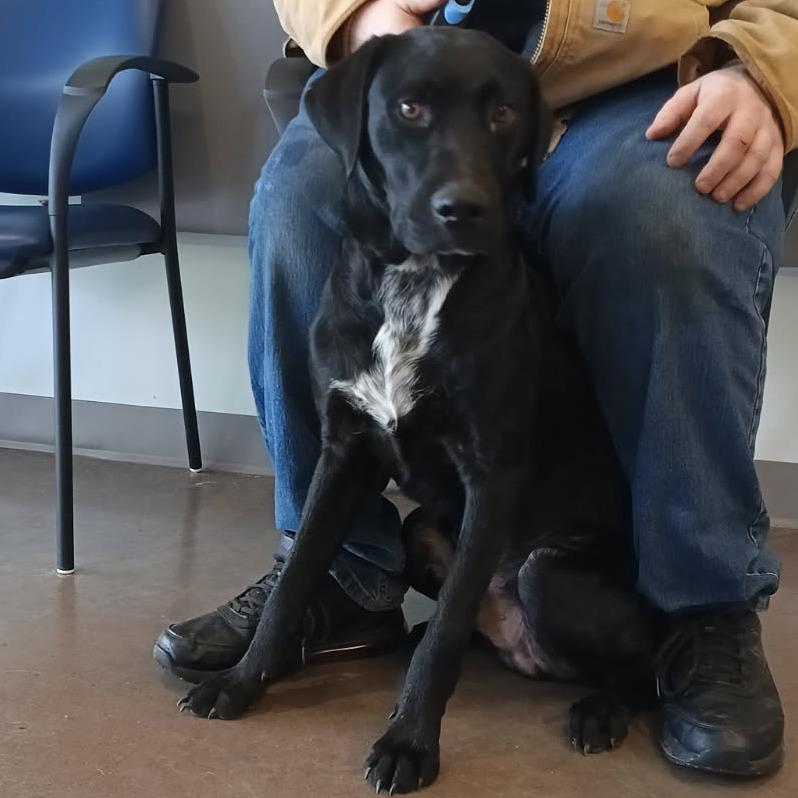 Enlarge Max, a Adoptable mixed breed in Chattanooga, TN image 4/5