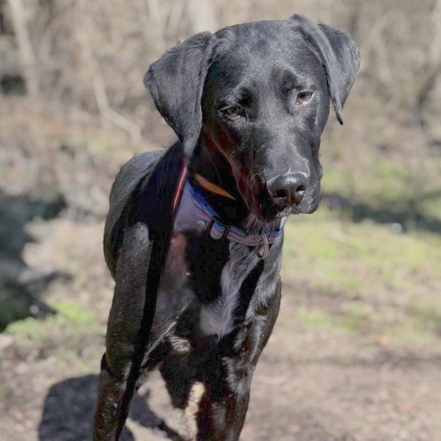 Enlarge Max, a Adoptable mixed breed in Chattanooga, TN image 5/5